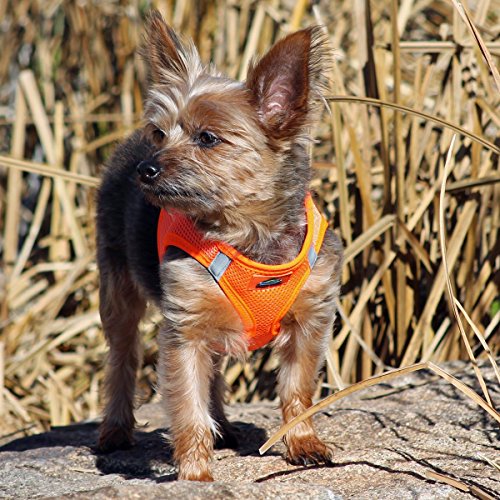 Doggie Design American River Step In Wrap Up Ultra Choke-Free Mesh Dog Harness With Safe Night Walking Reflective Strips (Soft Mesh Polyester, Machine Wash And Line Dry) (2Xl, Hunter Orange)