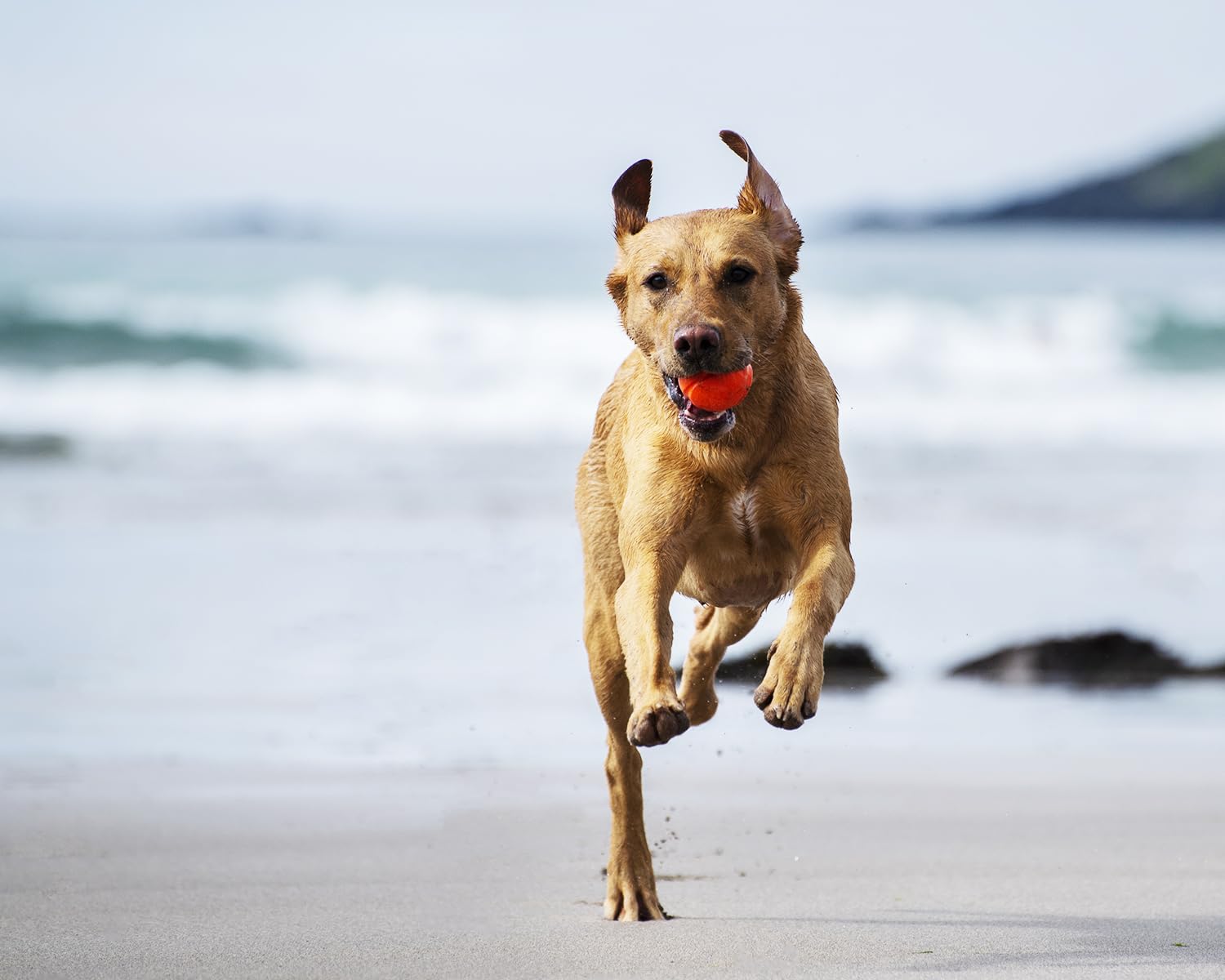 Chuckit! Medium Fetch Ball 2.5'', 2 Pack (Colors Vary)