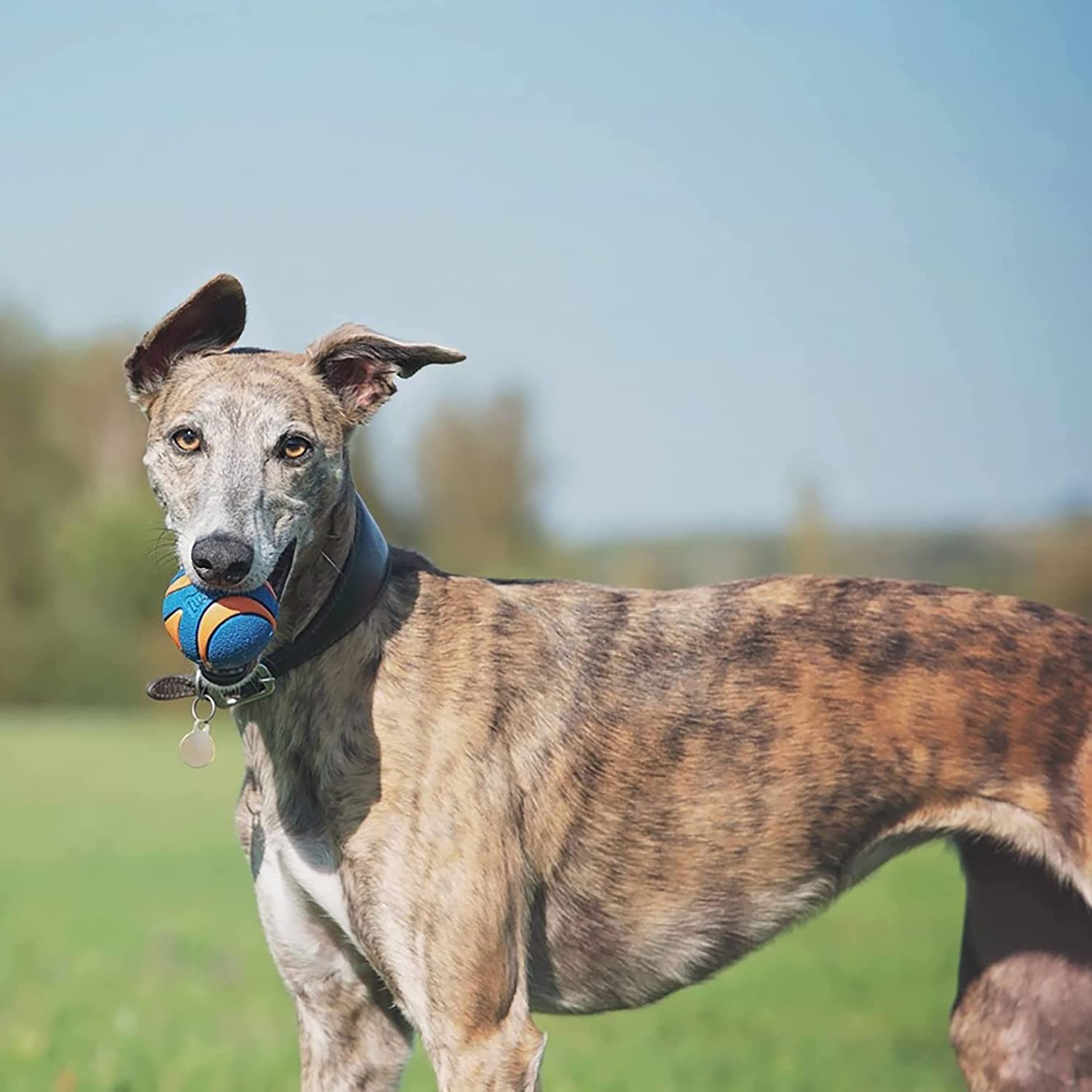 Chuckit Ultra Squeaker Ball Dog Toy Medium (2.5' Diameter) (6 Pack)