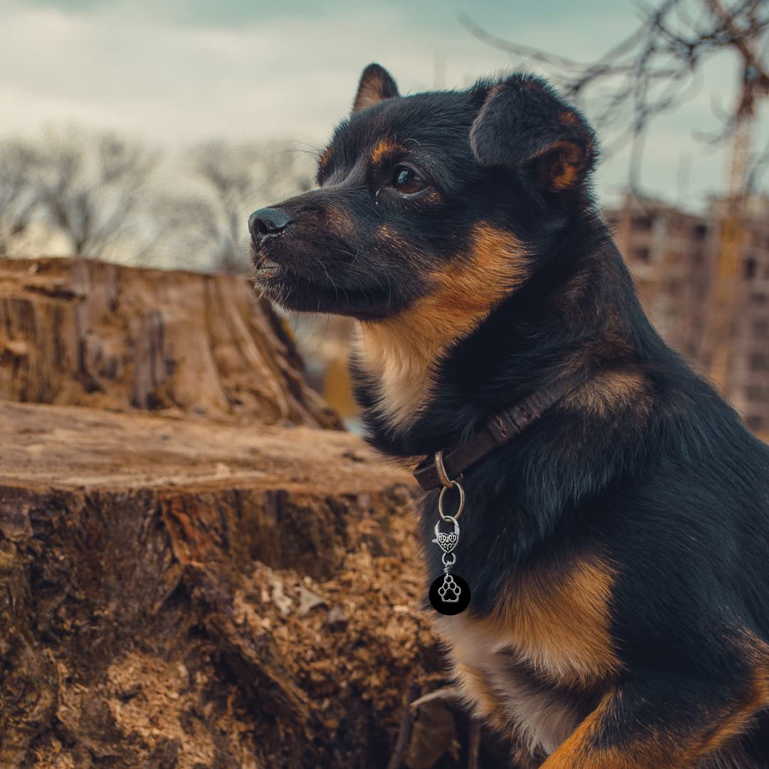 100% Shungite Pet Collar Charm - Natural Protection Dogs Cats Puppies Kittens Best Affordable Christmas Holiday Gift Idea Keychain - 100% Authentic, Black Crystal Stone (Small/Medium)