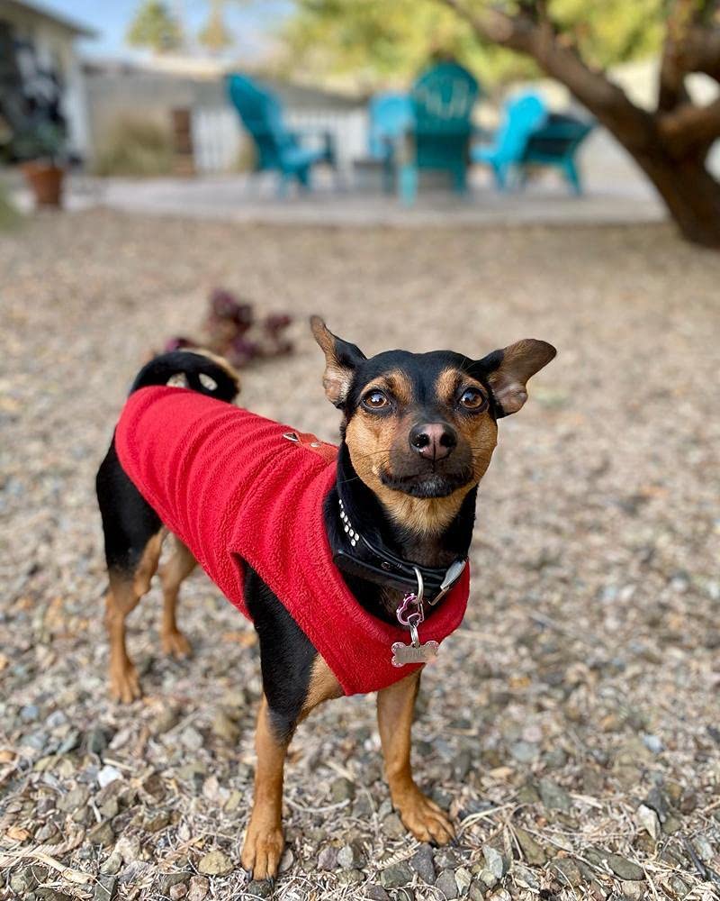 Gooby Fleece Vest Dog Sweater - Red, Medium - Warm Pullover Fleece Dog Jacket With O-Ring Leash - Winter Small Dog Sweater Coat - Cold Weather Dog Clothes For Small Dogs Boy Or Girl