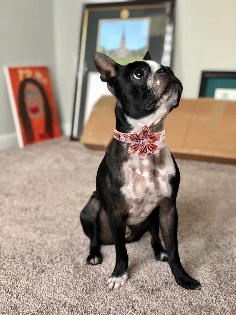 Uniqe Style Paws Flower Dog Collar, Peach Rose Adjustable Girl Dog Collar With Flower, Durable Floral Pattern Pet Collar For Lar