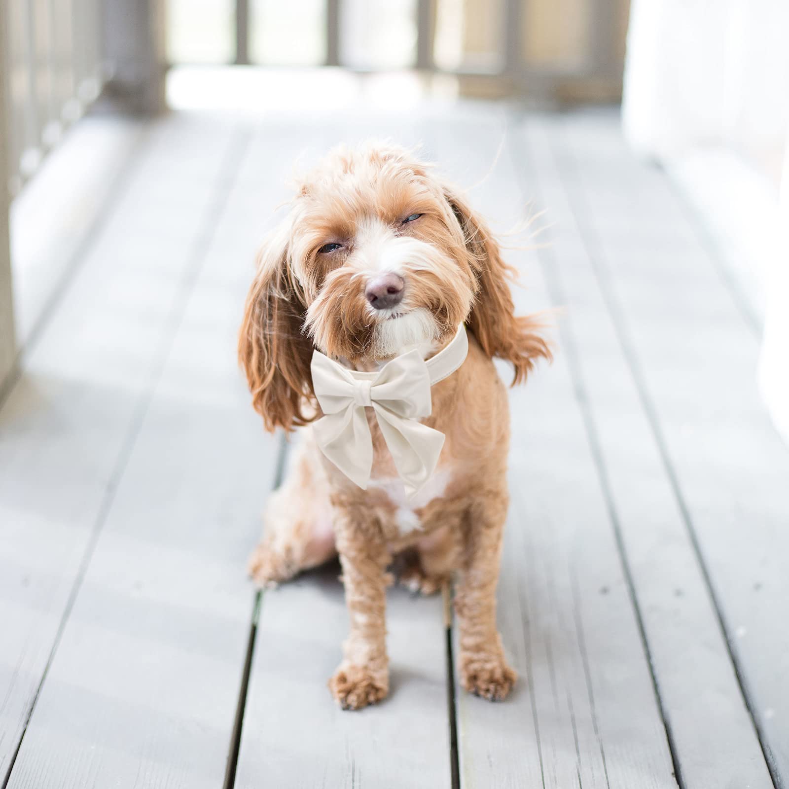 Lionet Paws Bowtie Dog Collar - Comfortable Silk Dog Collar With Detachable Bow Tie For Medium Dogs, Neck 13.5-22 Inches