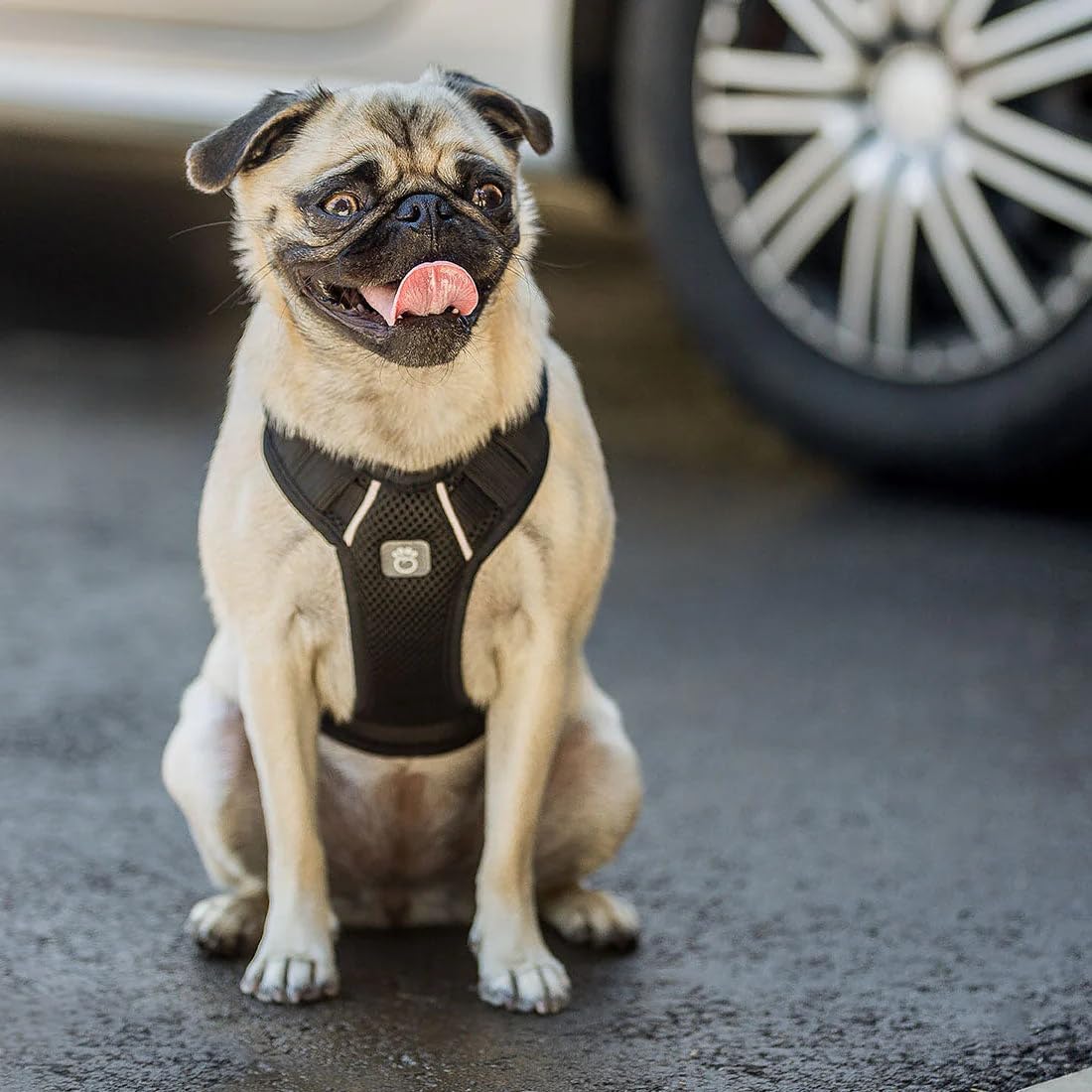 Gf Pet Travel Harness - Black - S