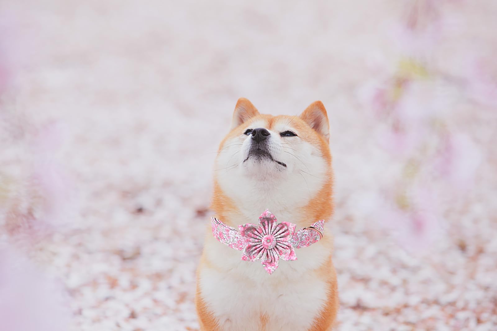 Lionet Paws Design Dogs Collar Cute Adjustable Flower Dog Collars For Girl Female Medium Large Dogs With Spring Floral L