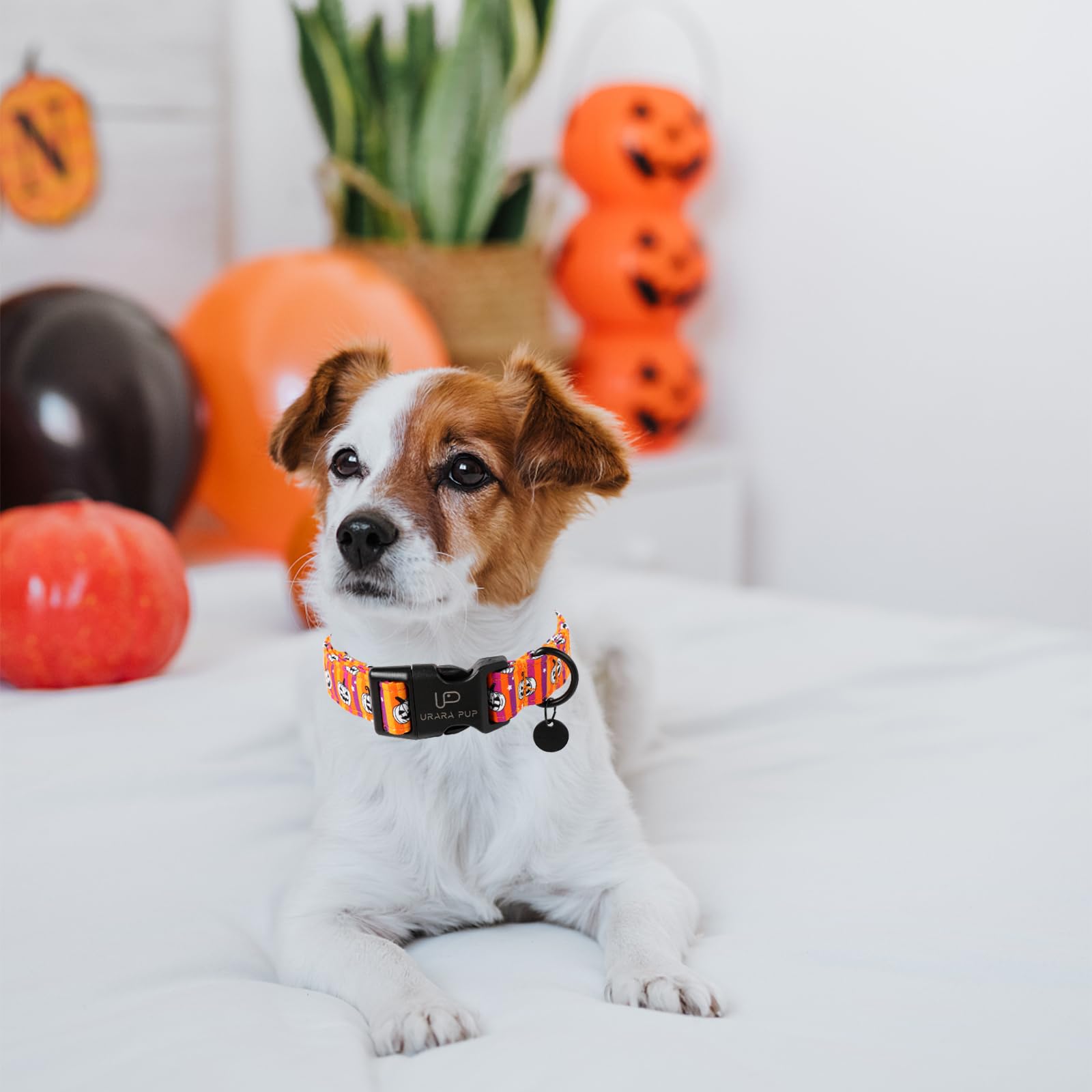 Up Urara Pup Halloween Dog Collar, Autumn Cotton Collar For Puppy Girl Dog Or Cat, Halloween Pumpkin Collar With Lightweight Pla