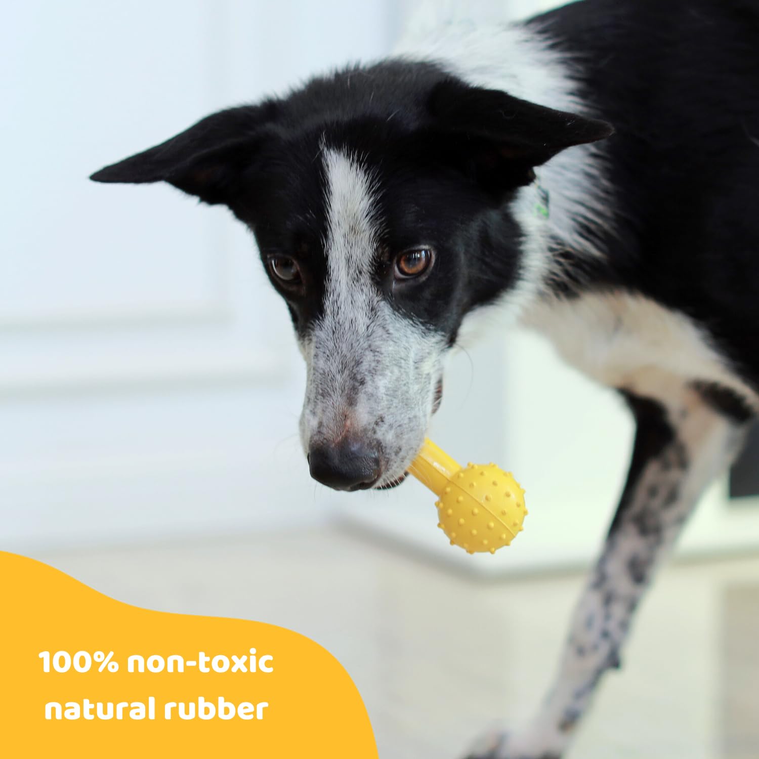 Pup'S Pick Dog Chew Toy With Bell - Squeaky Chew Toys For Aggressive Chewers, Natural Rubber Puppy Chew Toys For Teething, Mediu