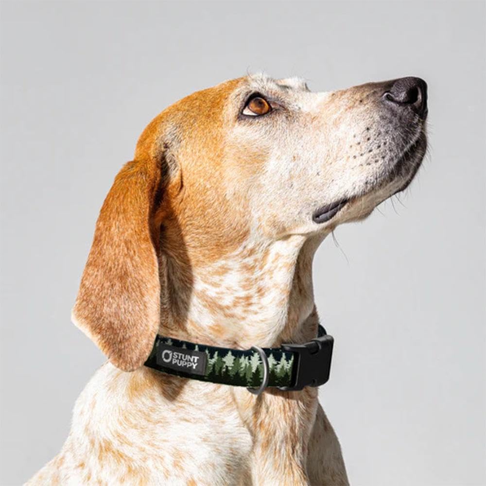 Pines Green Everyday Collar, Medium