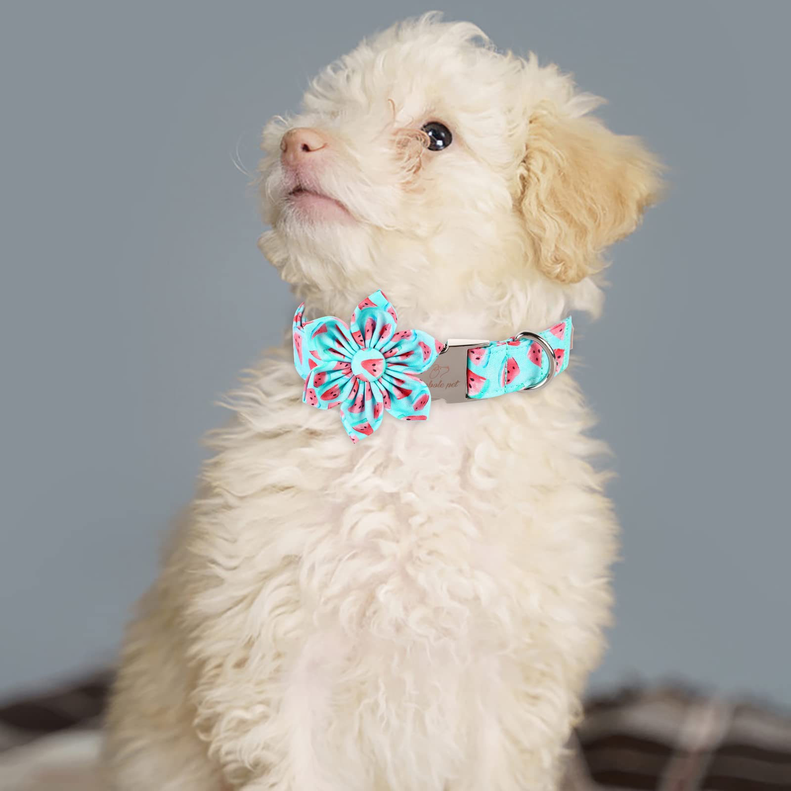 Babole Pet Dog Collar With Blue Watermelon Flower Tie,Cotton Dog Collar With Safety Metal Buckle Adjustable Puppy Collars For Small Medium Large Boy&Girl Dog,X-Small,Neck 8'-12'