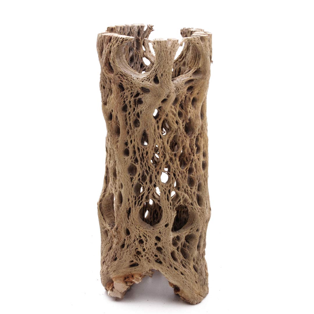My Pet Patrol 3 to 48 Inch All Natural Teddy Bear Cholla Wood Extra Hollow Large Untreated Organic Aquarium Driftwood Decoration