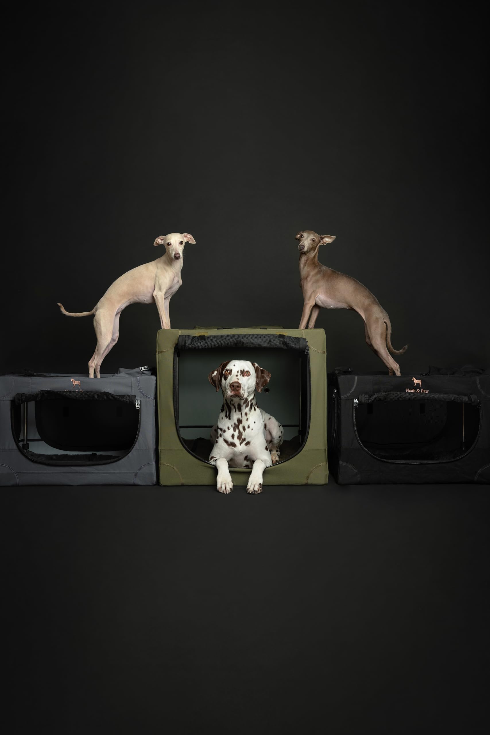 Noah & Paw Collapsible Dog Crate 36 Inches, Xl Dog Crate For Xl, Large Medium Breed, Travel Kennel For Car, Includes Pet Mat For