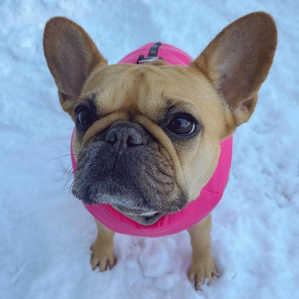 Gooby Padded Vest Dog Jacket - Solid Pink, Medium - Warm Zip Up Vest Fleece Jacket With Dual D Ring Leash - Water Resistant Swea