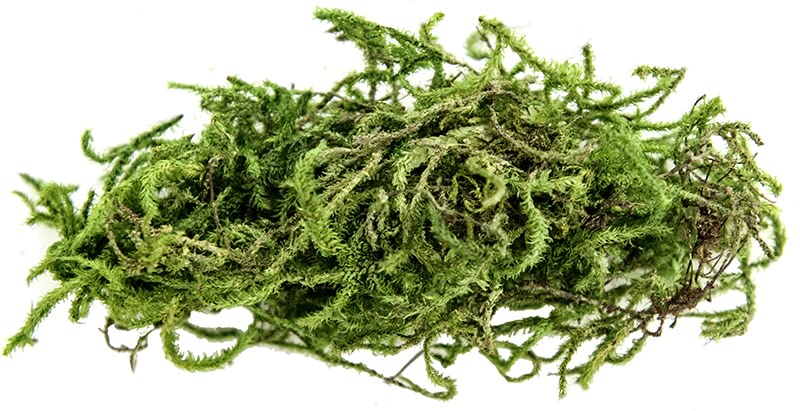 Galápagos (05213) Terrarium Green Sphagnum Moss, Natural, 4 Quart