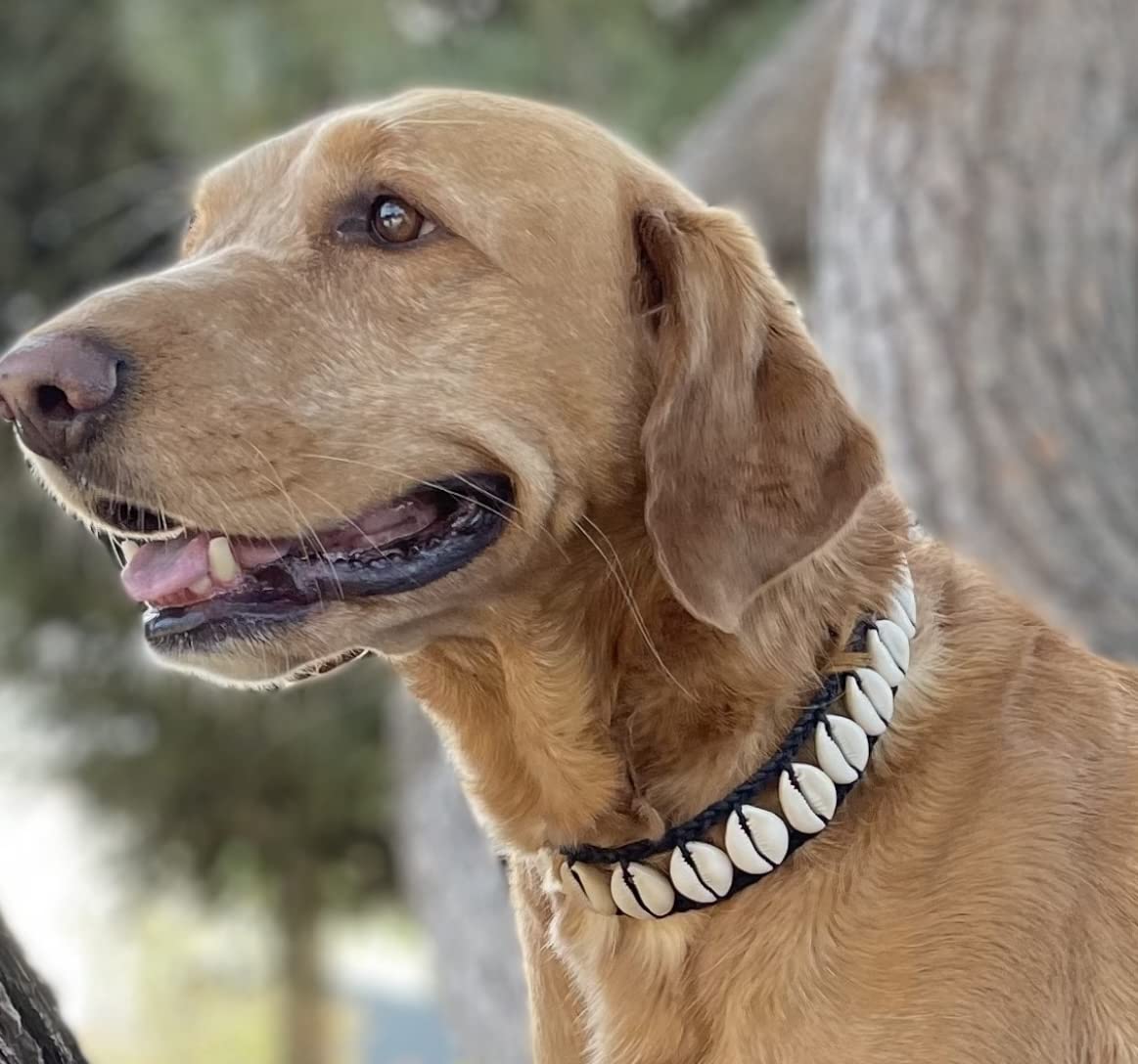 Handmade Seashell Dog Collar, Cool Dog Collar Cute Pet Collar Awesome Pet Necklace Fun Dog Stuff Designer Dog Fashion Nautical D