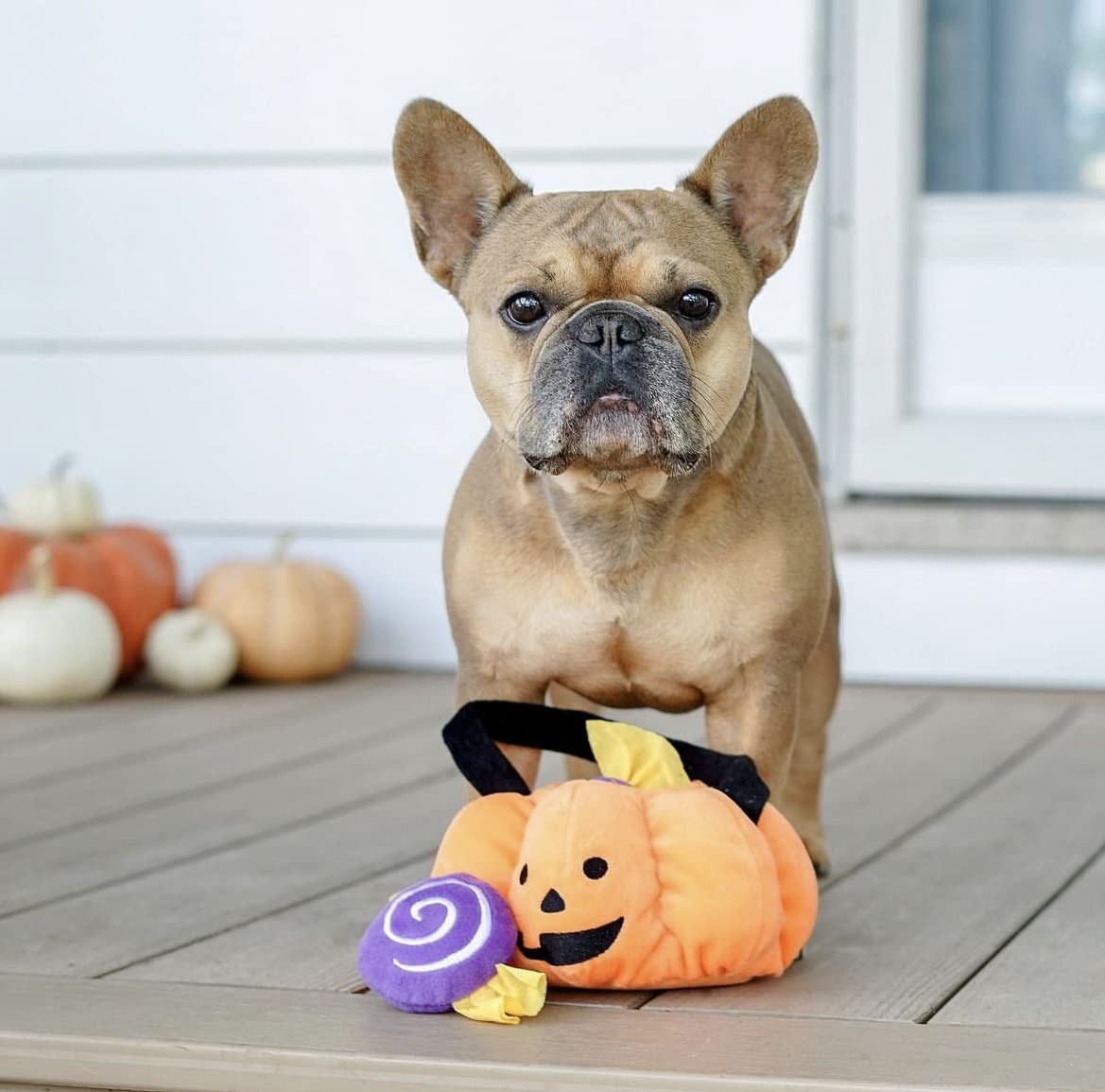 ZippyPaws Halloween Burrow Interactive Dog Toys - Hide and Seek Dog Toys and Puppy Toys, Colorful Squeaky Dog Toys, and Plush Do