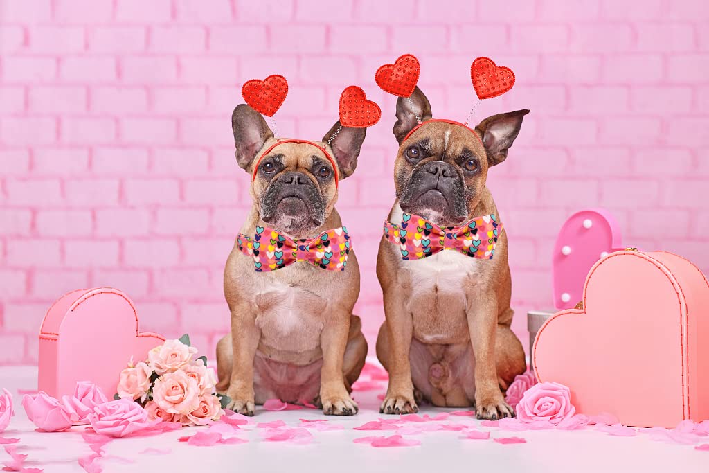 Lionheart Glory Valentine'S Dog Collar, Dog Collar With Bow, Pet Collar Adjustable Dog Collar For Dog Bowtie Dog Collars For X-Large Dogs