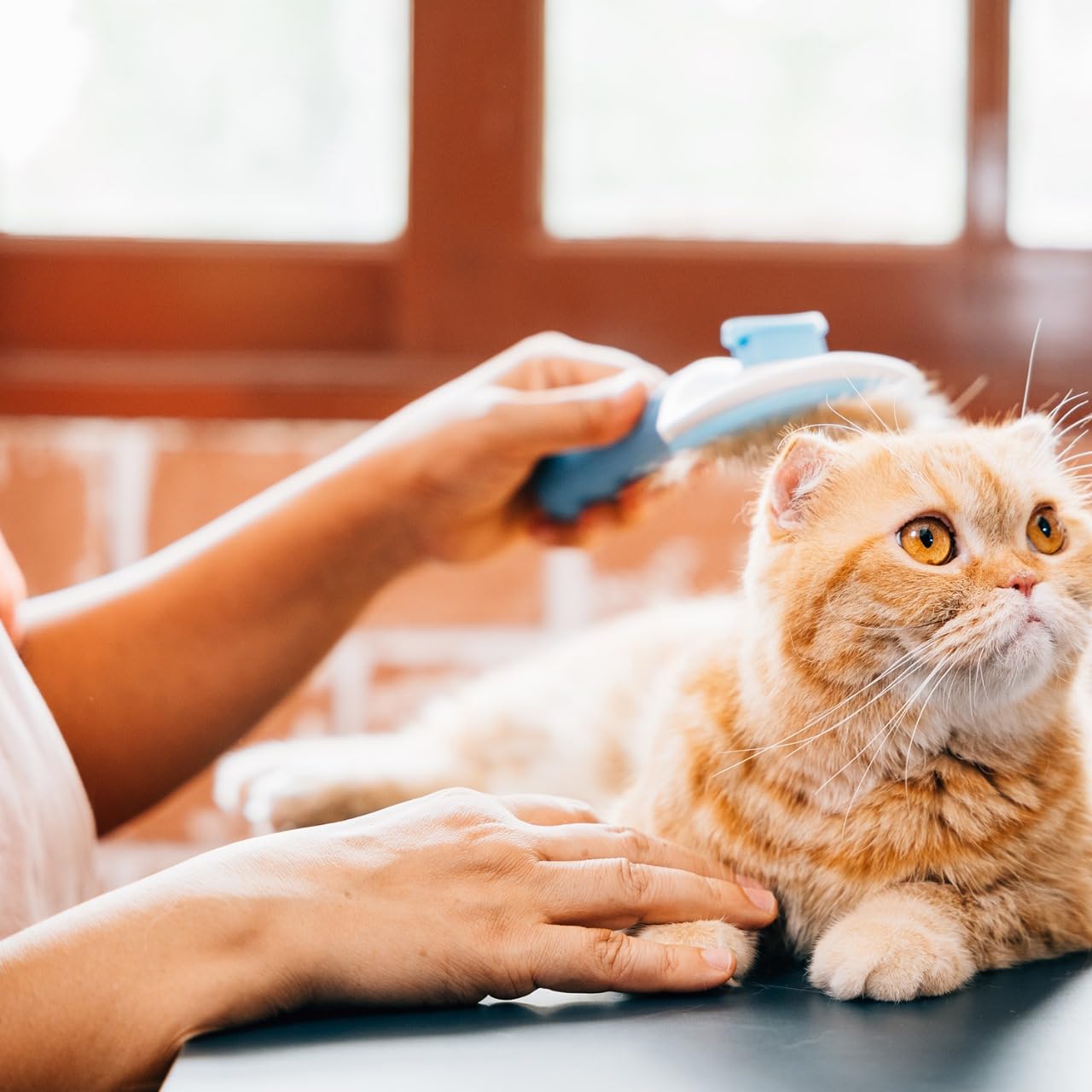 Cat Brush For Shedding And Grooming - Self Cleaning Slicker Brush For Cats, Rabbits & Small Dogs - Cat Brush For Long Haired Cat