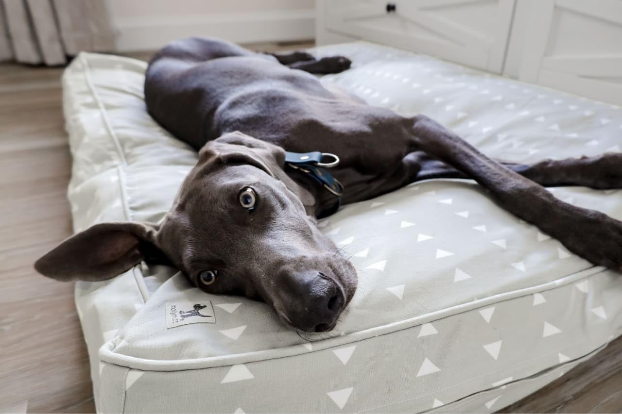 Molly Mutt Small Dog Bed Cover - Be Still - Measures 22''X27''X5''- 100% Cotton - Durable - Breathable - Sustainable - Machine W