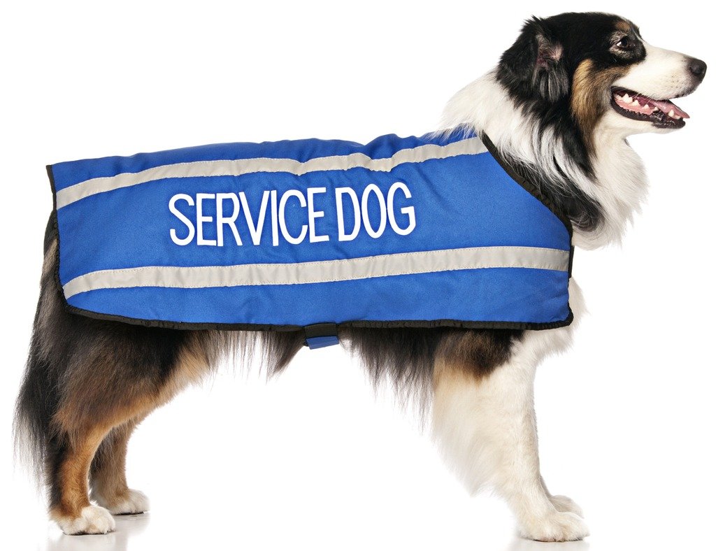 Dexil Limited Service Dog Blue Warm Dog Coats S-M M-L L-Xl Waterproof Reflective Fleece Lined (Do Not Disturb) Prevents Accidents By Warning Others Of Your Dog In Advance (M-L Back 17' (43Cm)
