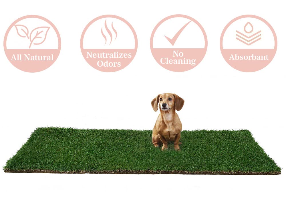 Doggielawn Dog Potty - Real Grass - Xlarge 24X48 Inches