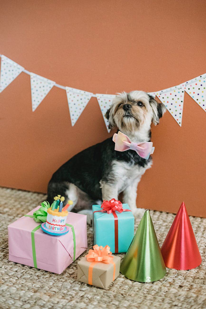 Elegant Little Tail Colorful Dog Collar, Comfortable Dog Collar With Bow Adjustable Soft Bow Tie Dog Collars For Large Dogs