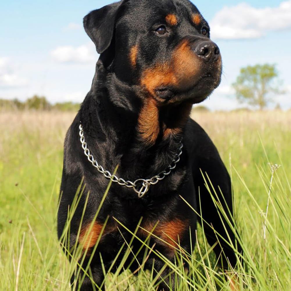 Dog Chain Collar, Metal Slip Link Training Heavy Duty Dog Collar Martingale Puppy Collars For Xxs Xs Small Medium Large Big Xl B