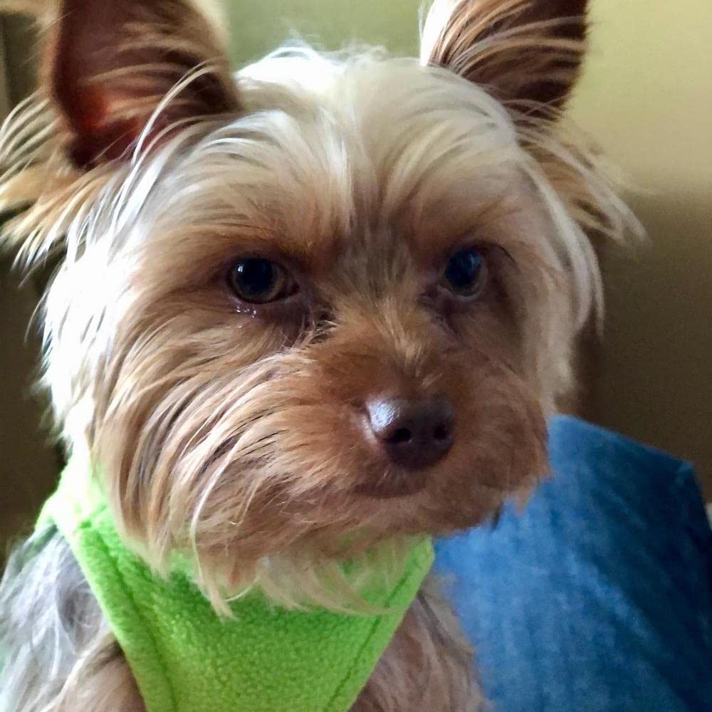 Gooby Stretch Fleece Vest Dog Sweater - Warm Pullover Fleece Dog Jacket - Winter Dog Clothes For Small, Large Dogs, Boy Or Girl - Soft, Super Stretchy Fleece Vest Dog Sweater - Grass Green, X-Large