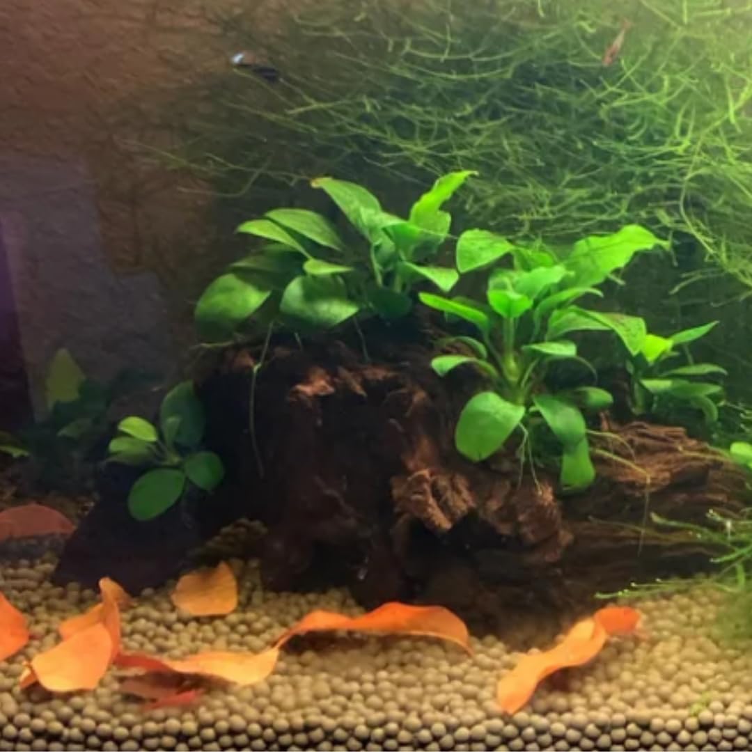 Lone Star Leaf Litter Texas Live Oak Leaf Litter For Reptiles, Bioactive Substrate, Leaf Litter For Isopods, Natural Habitat Enr