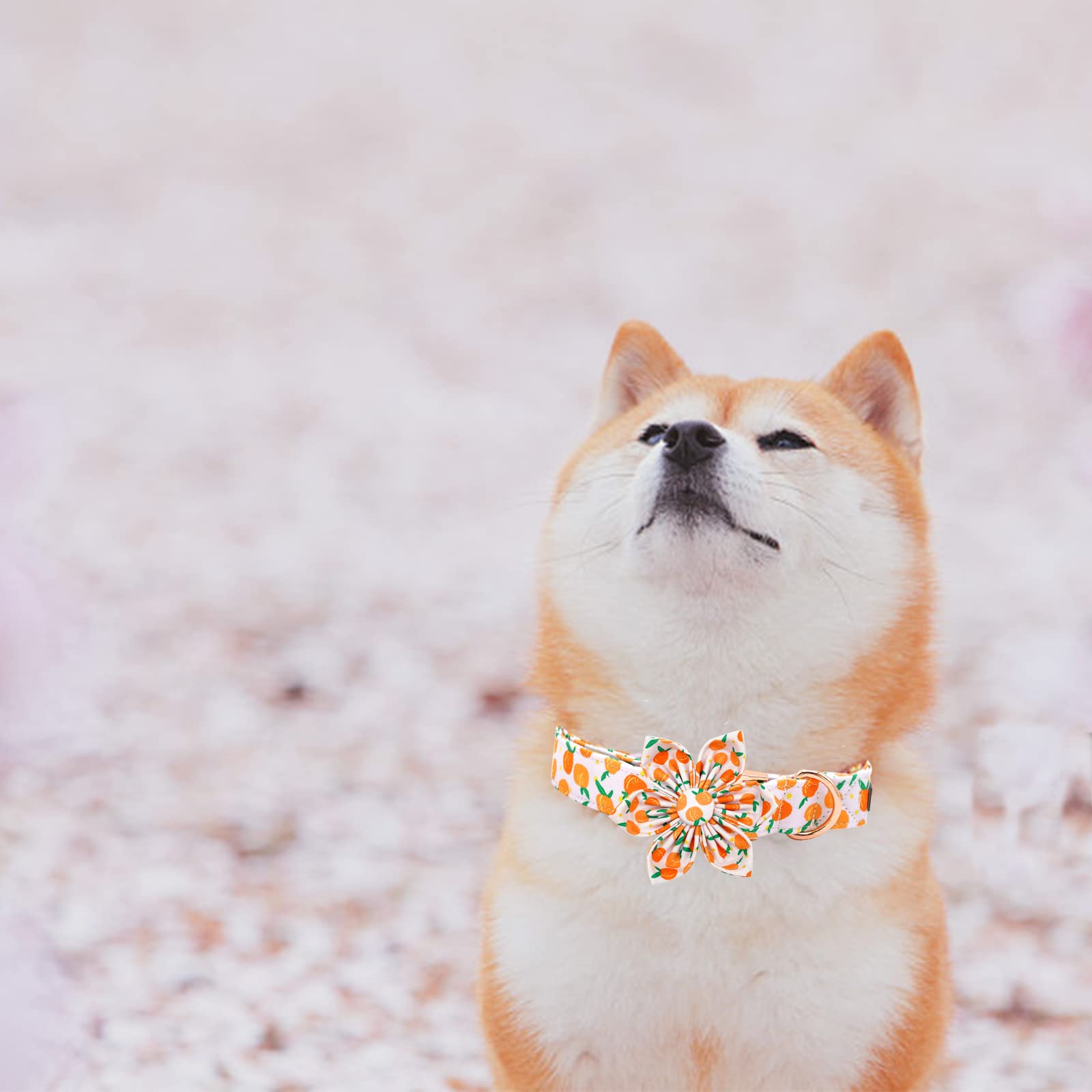Elegant little tail Dog Collar, Dog Collar with Flower, Peach Cute Pink Pet Collar Flower Dog Collars Adjustable Dog Collar for