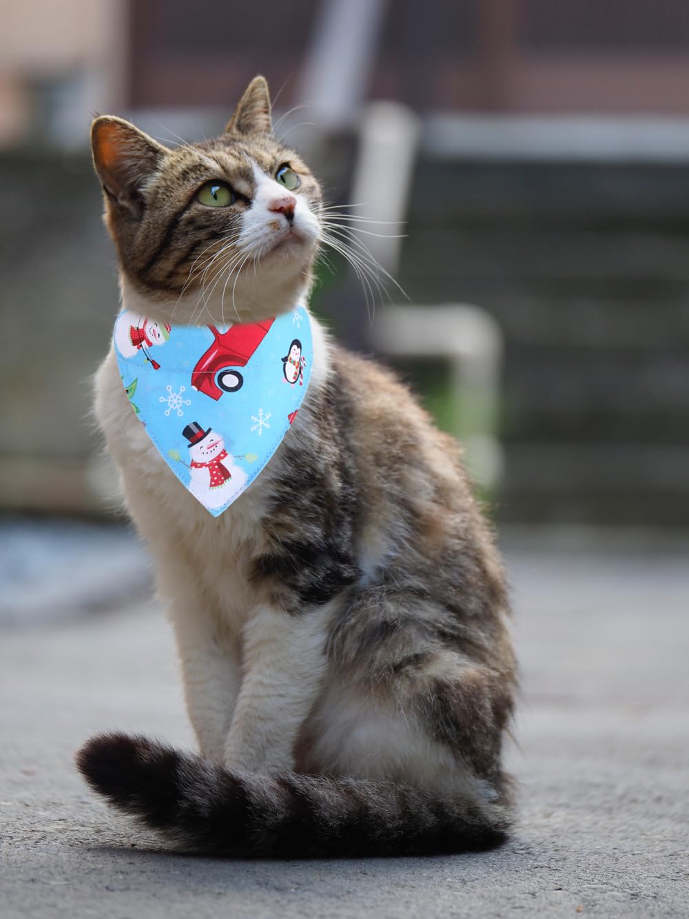 Christmas Cat Collars Breakaway With Bandana Bell Pet Kitten Adjustable For Small Dog Puppies Girl Boy