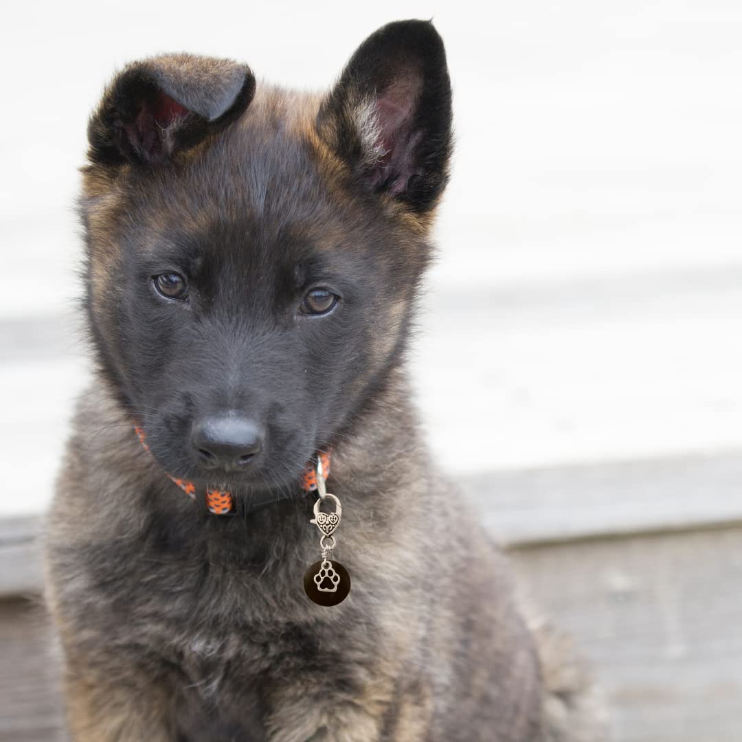 100% Shungite Pet Collar Charm - Natural Protection Dogs Cats Puppies Kittens Best Affordable Christmas Holiday Gift Idea Keychain - 100% Authentic, Black Crystal Stone (Small/Medium)