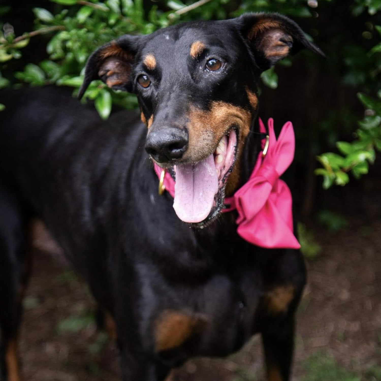 Maca Bates Dog Collar With Rose Red Bow Bowtie For Dogs Solid Colors Sailor Bow Tie Adjustable Breakaway Girly Pink Collars Birt