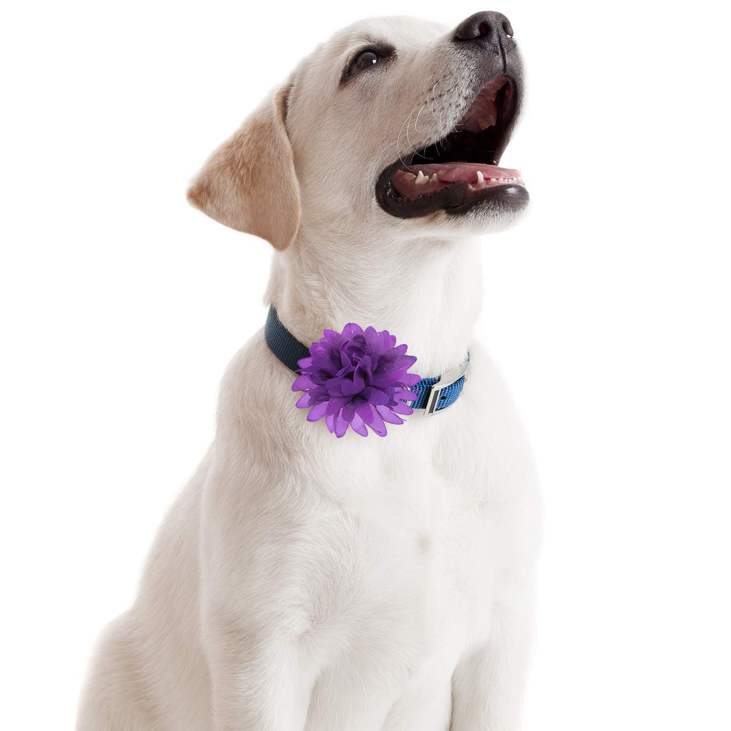 Willbond 20 Pieces Dog Collar Flowers Pet Flower Bow Ties Multi-Color Dog Charms Flower For Puppy Dog Collar Grooming Accessories (8 Cm/ 3.1 Inch)