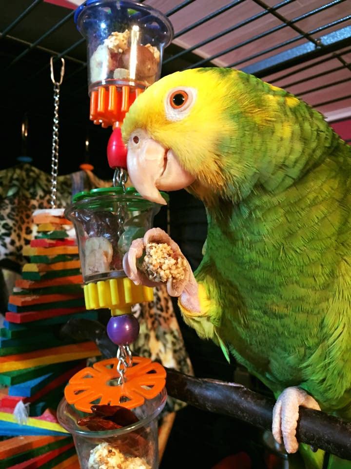 Super Bird Creations SB632 Foraging Bottom?s Up Bird Toy with Clear Acrylic Cups, Medium /Large Bird Size, 18? x 2.5?