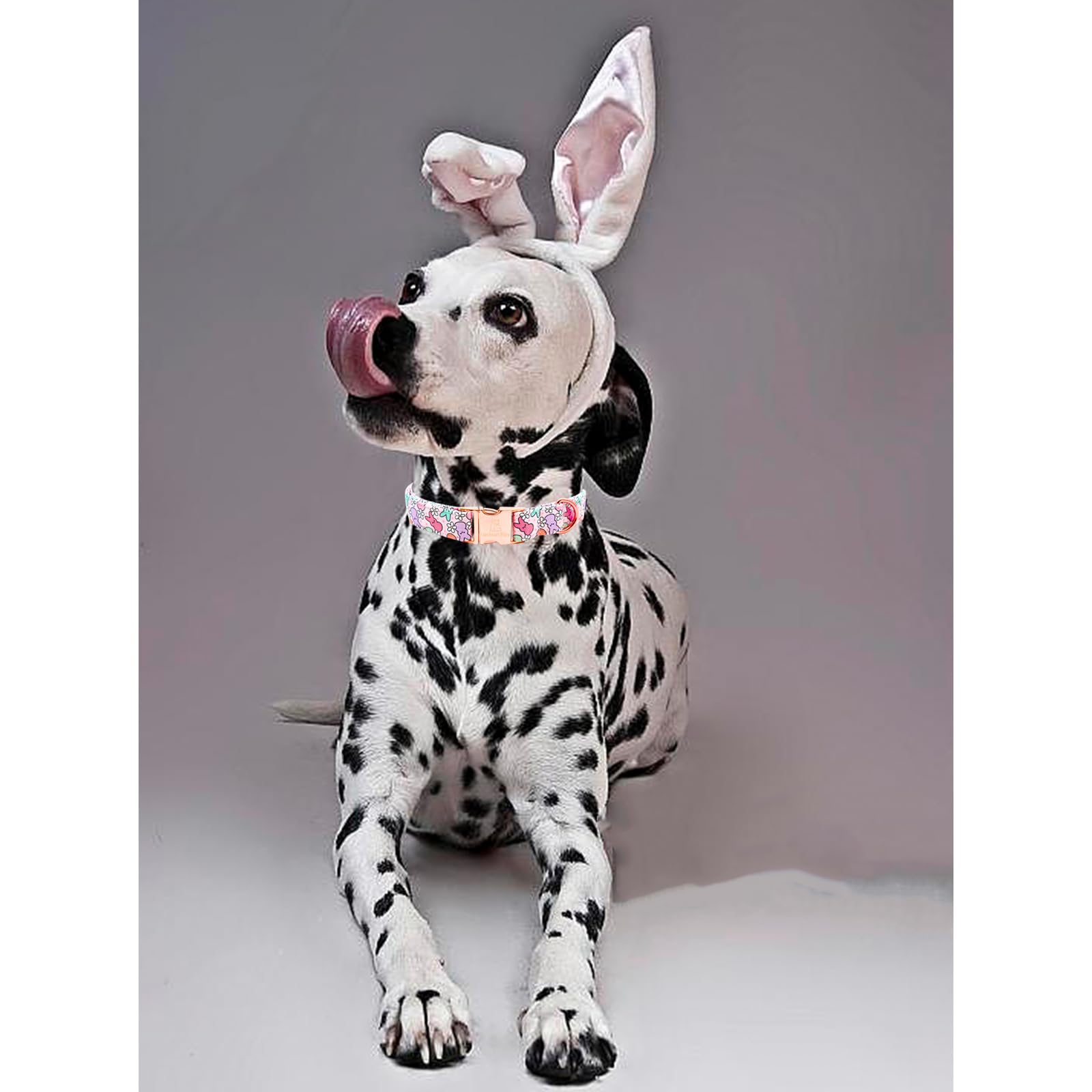 Lionheart Glory Easter Dog Collar Colorful Collar For Medium Dog Collars Rabbits Print Dog Collars Spring Female Or Male Pet Gif