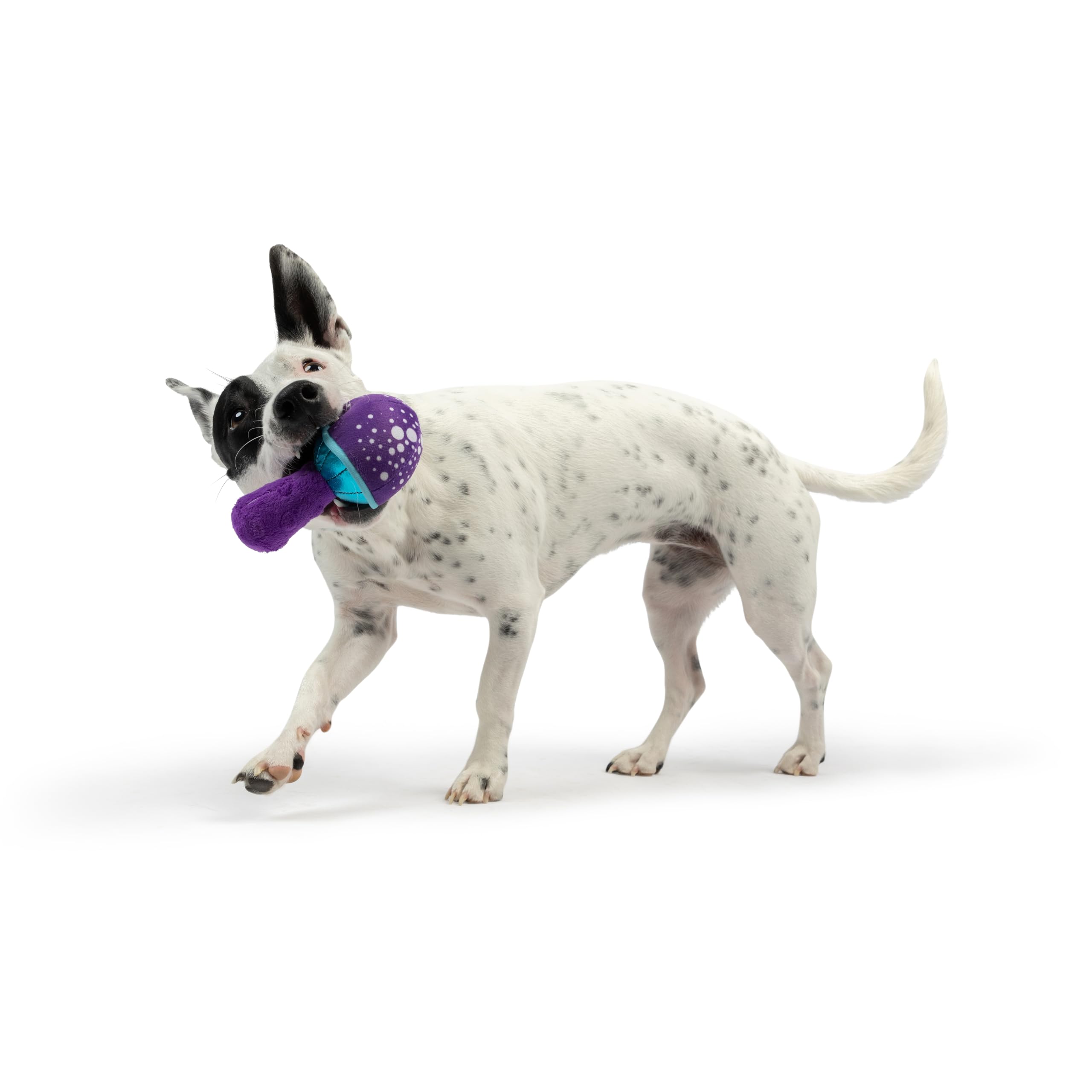 Huxley & Kent Tiny Tuff - Mellow Mushroom - Extra Tough Toy For Small Pups - Funny Dog Toy - Features Squeaker, Crinkle - Machin