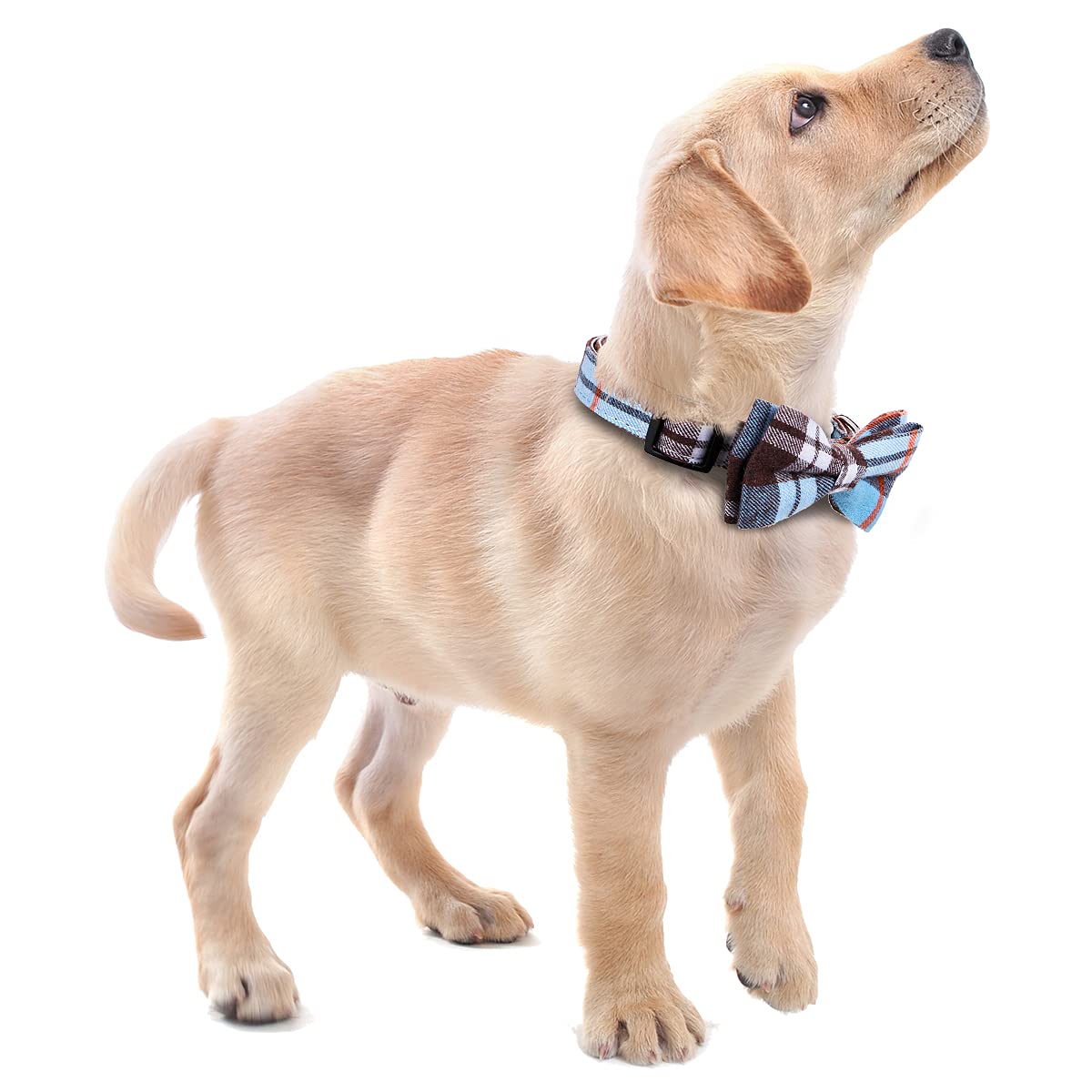 Faleela Soft &Comfy Bowtie Dog Collar,Detachable And Adjustable Bow Tie Collar,For Small Medium Large Pet (M, Blue)