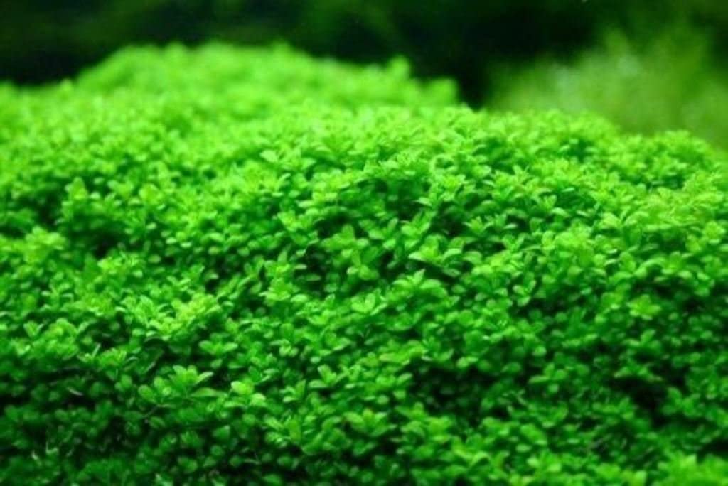 Aquatic Plants on Mats (Dwarf Baby Tears on 5 X 3 mat)