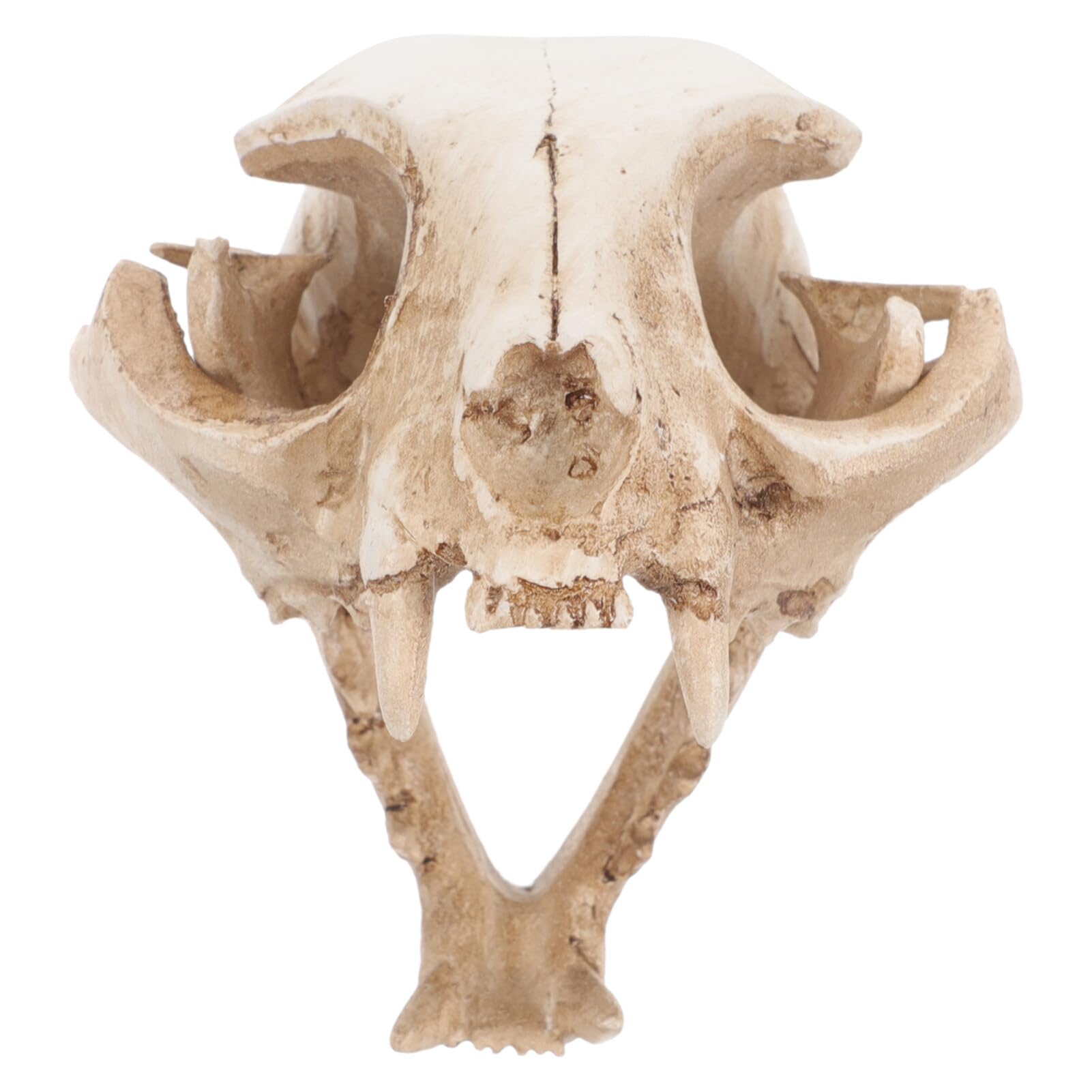 Amosfun Halloween Animal Scary Skeleton Props Resin Cat Skull Model Figurine Aquarium Fish Tank Landscape Decorations