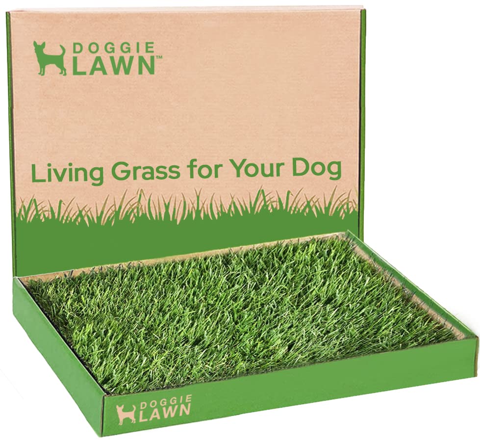 Doggielawn Real Grass Puppy Pee Pads- 24 X 16 Inches - Perfect Indoor Litter Box For Dogs - No Mess, Easy-To-Use - Potty Trainin