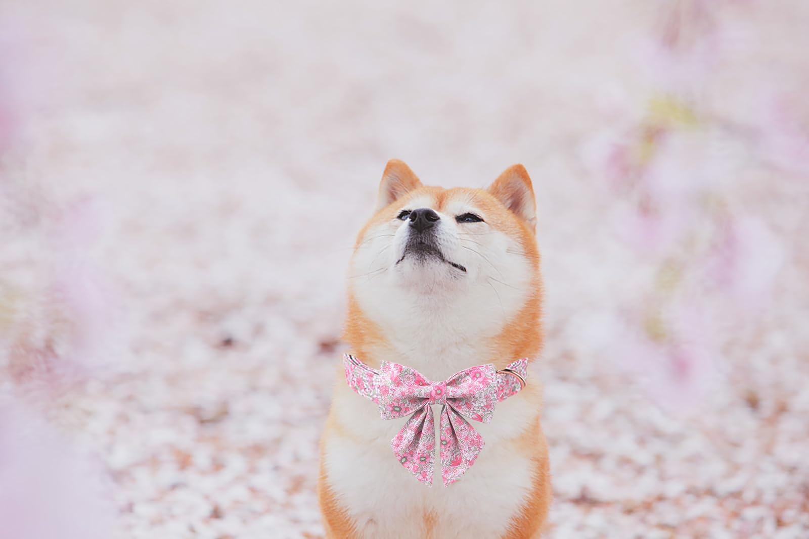 Lionet Paws Design Dogs Collar Cute Flower Sailor Bow Dog Collars For Girl Female Small Medium Dogs With Spring Floral Xs