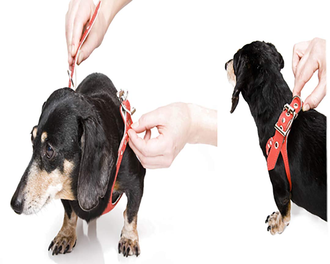 Buddy Belt Harness Pebble Grain Black - Premium Edition (3.5)