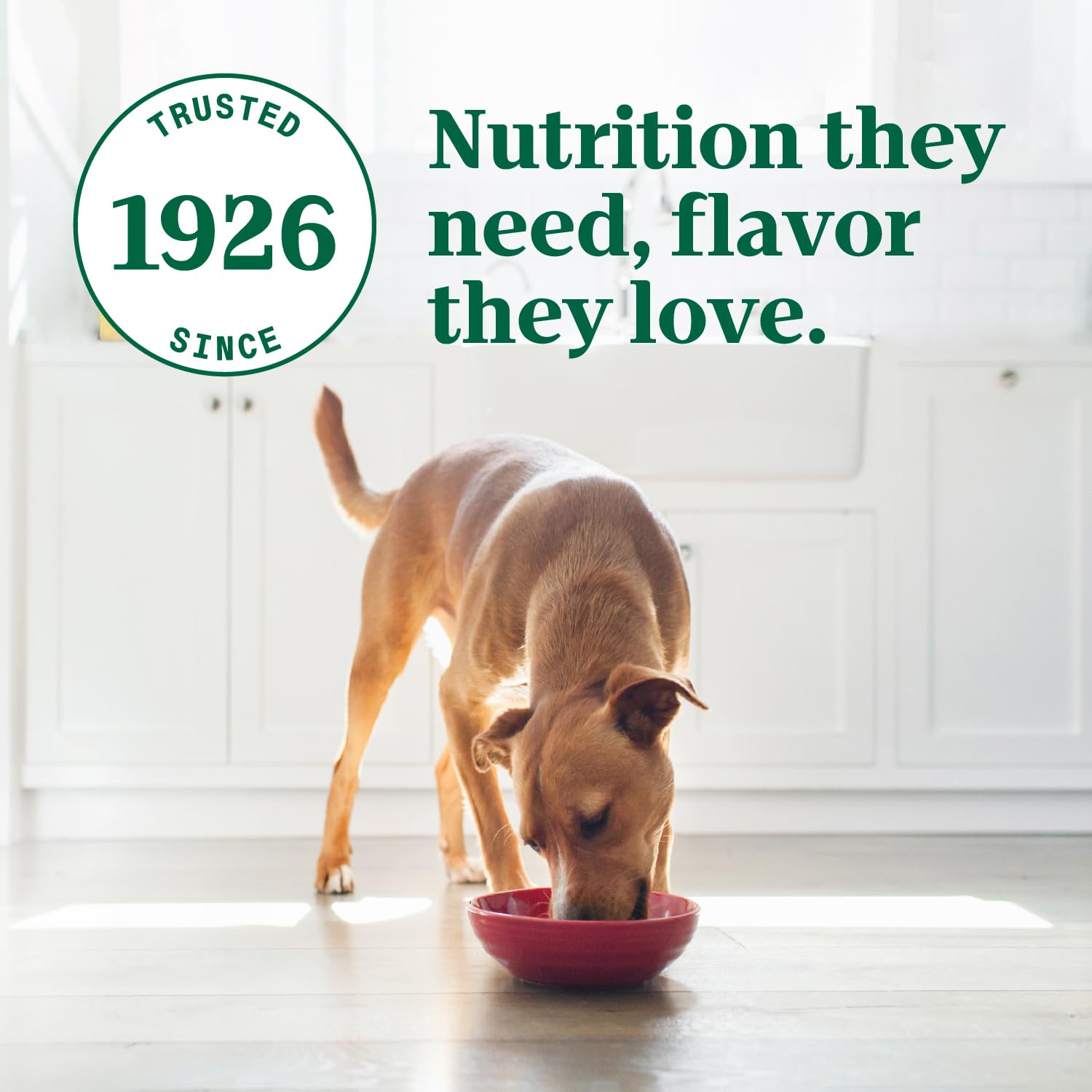 Nutro Ultra Wet Dog Food Grain Free Filets in Gravy Beef Entree, 3.5 oz. Trays (24 Count, Pack of 1)