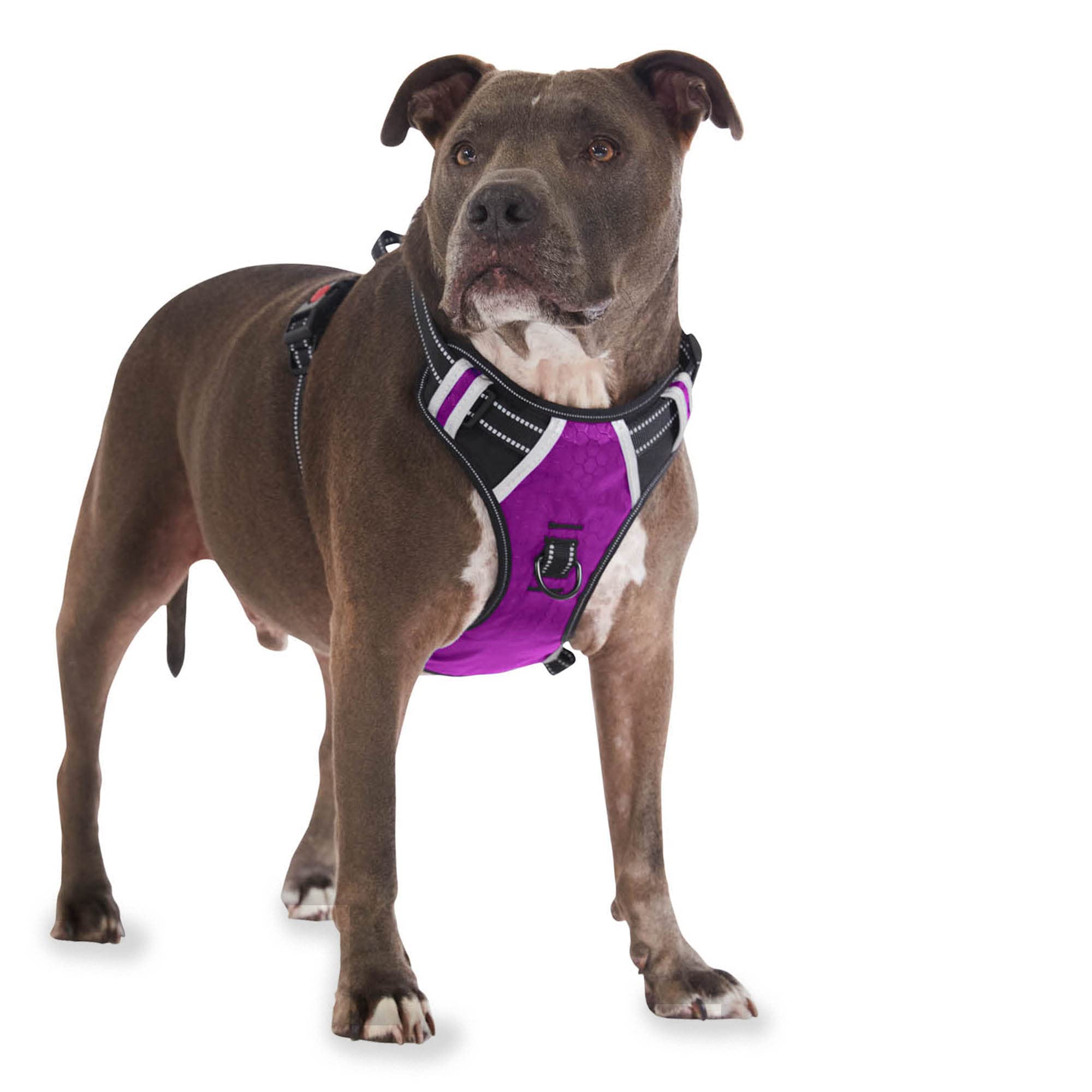 Espawda Padded Comfort Harness With No Pull Design For Small Dogs, Medium Dogs And Big Dogs (Large, Grape)