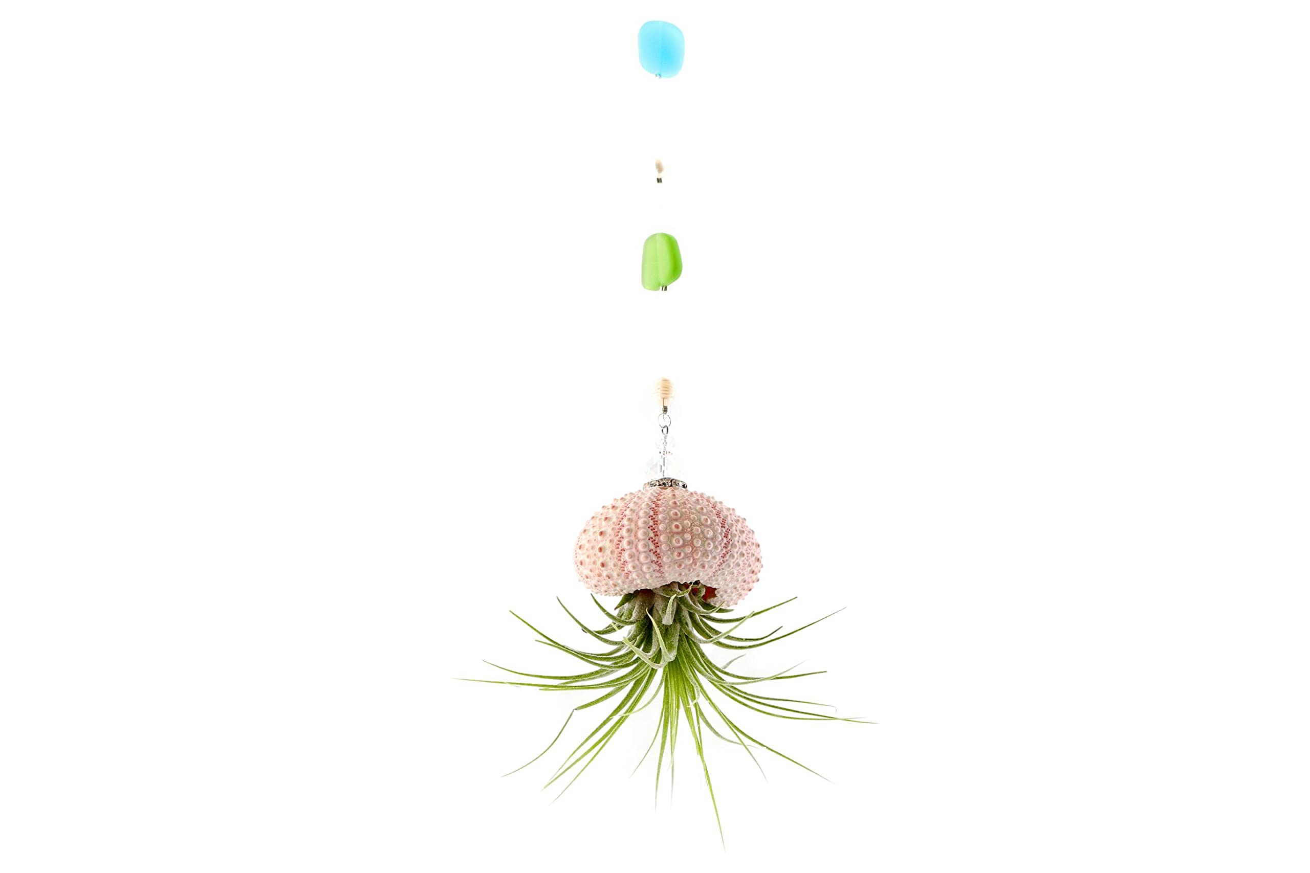 2 Dirty Birds, Handmade Single Peach Hanging Jellyfish Live Air Plants, Sea Urchin Shell W/Sea Glass, Swarovski & Freshwater Pea