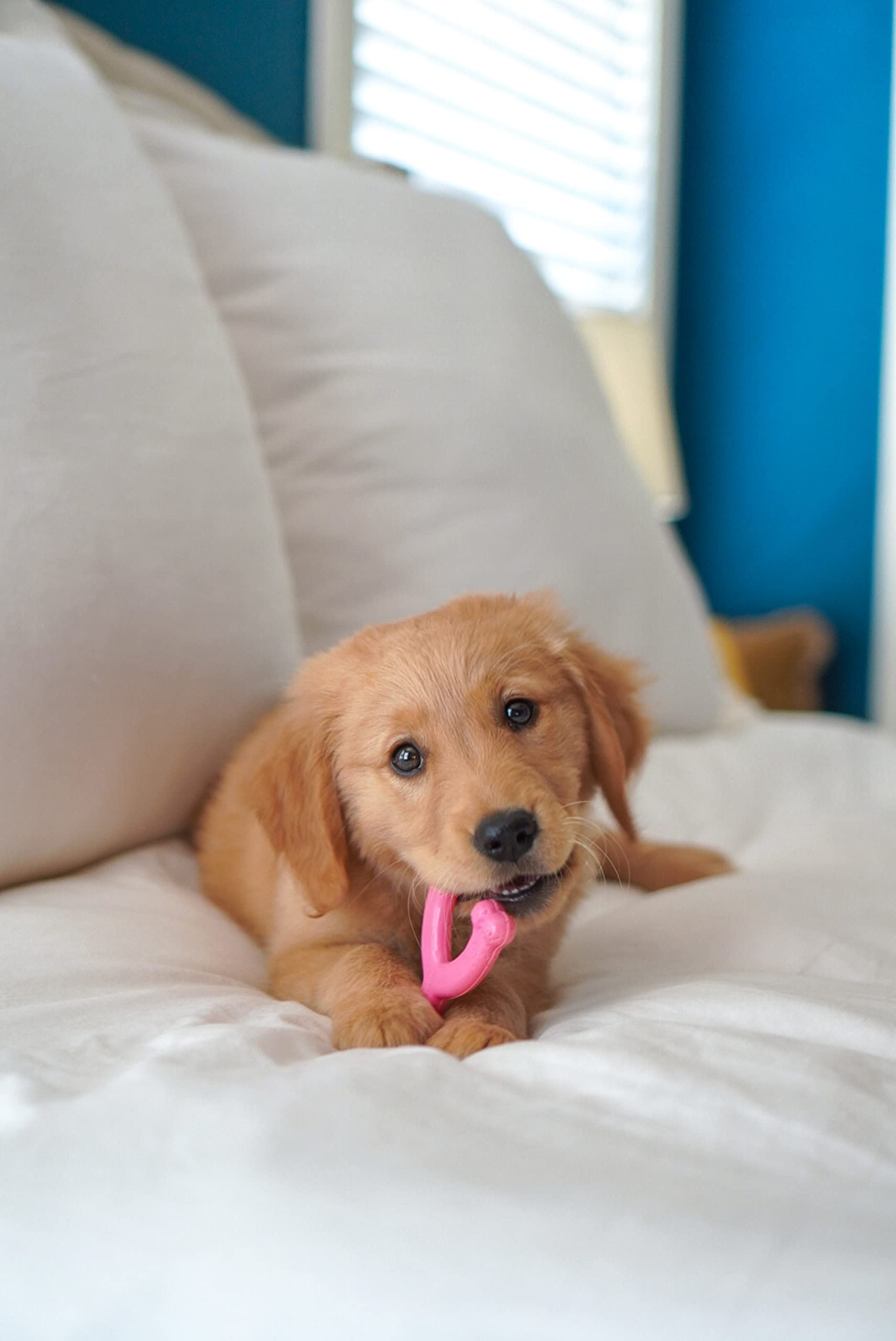 Nylabone Wishbone Puppy Chew Toy, Toys For Teething Puppies, Pink, Chicken Flavor, X-Small - Up To 15 Lbs, 1 Count