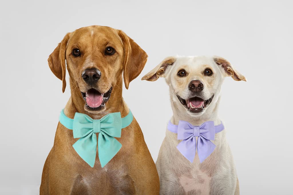 Maca Bates Dog Collar With Bow Bowtie For Dogs Solid Colors Sailor Bow Tie Adjustable Breakaway Green Collars Accessories Birthd