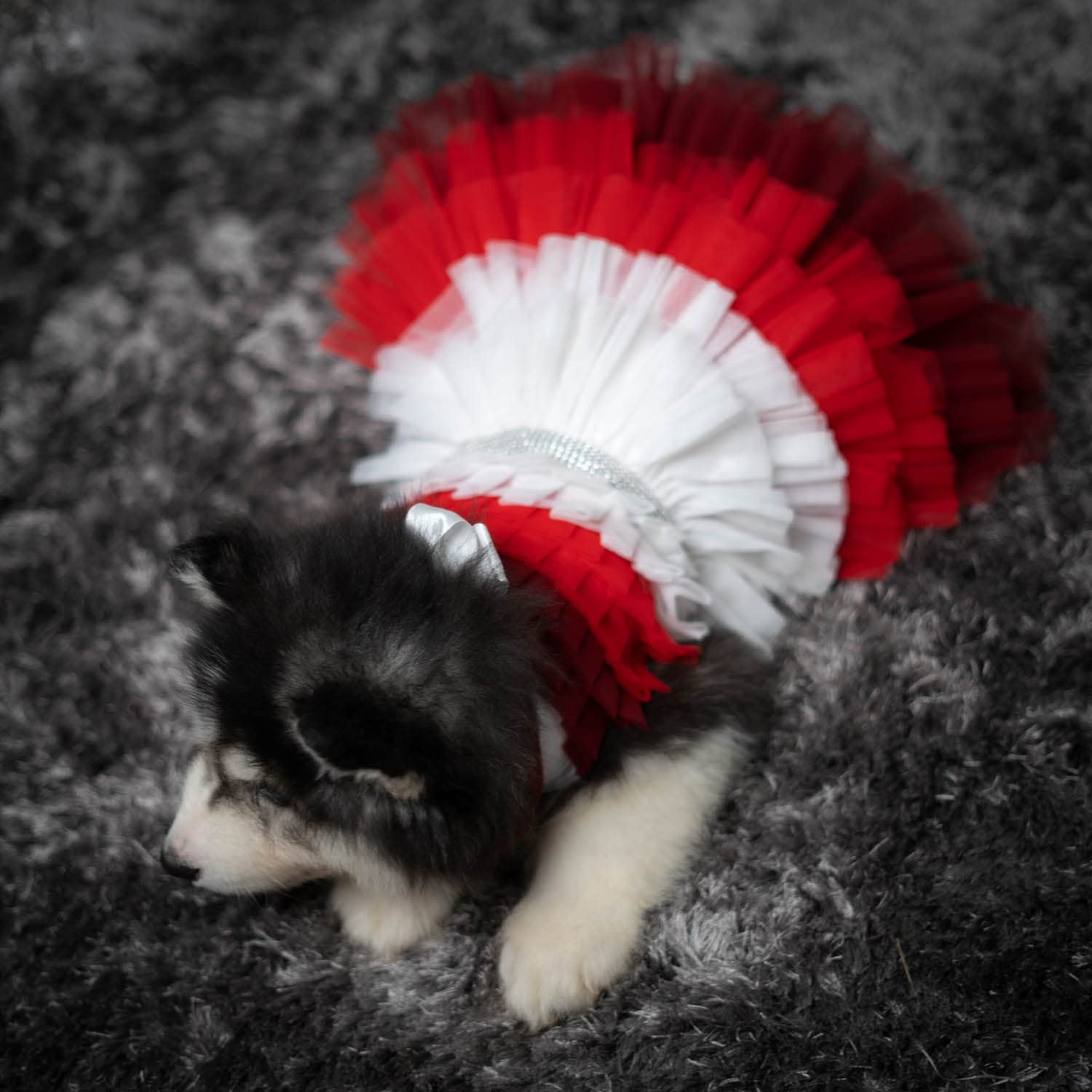 Puptail Dress With Lovely Bandana - Dog Clothes For Medium And Large Dogs Like Shih Tzu, Labrador, Golden Retriever, Pug And Cat
