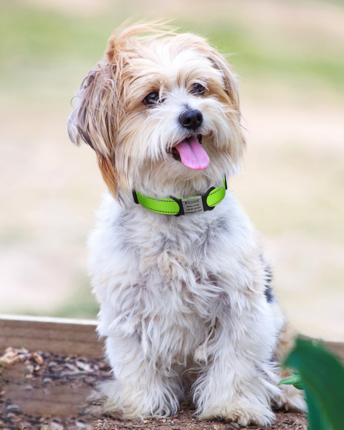 Tagme Reflective Nylon Dog Collars, Adjustable Classic Dog Collar With Quick Release Buckle For Small Dogs, Green, 3/4' Width