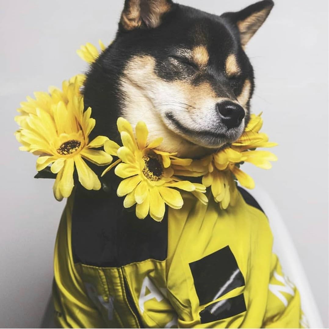 Dog Raincoat Rain Jacket,Slicker Poncho Adjustable Waterproof Dog Raincoat With Leash Hole/Reflective Words Hooded Snowproof Win